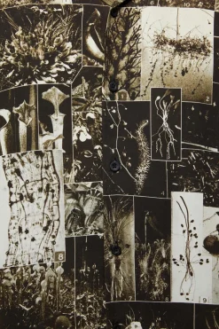 Men Black Friday Shirts & Tees*Curio Gothic Short Sleeve Shirt