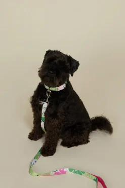 Accessories Princess Highway Pets*Edie Pet Lead L